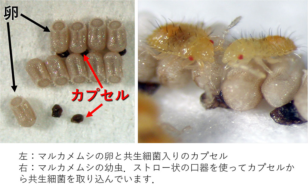 ホソカワ講演図
