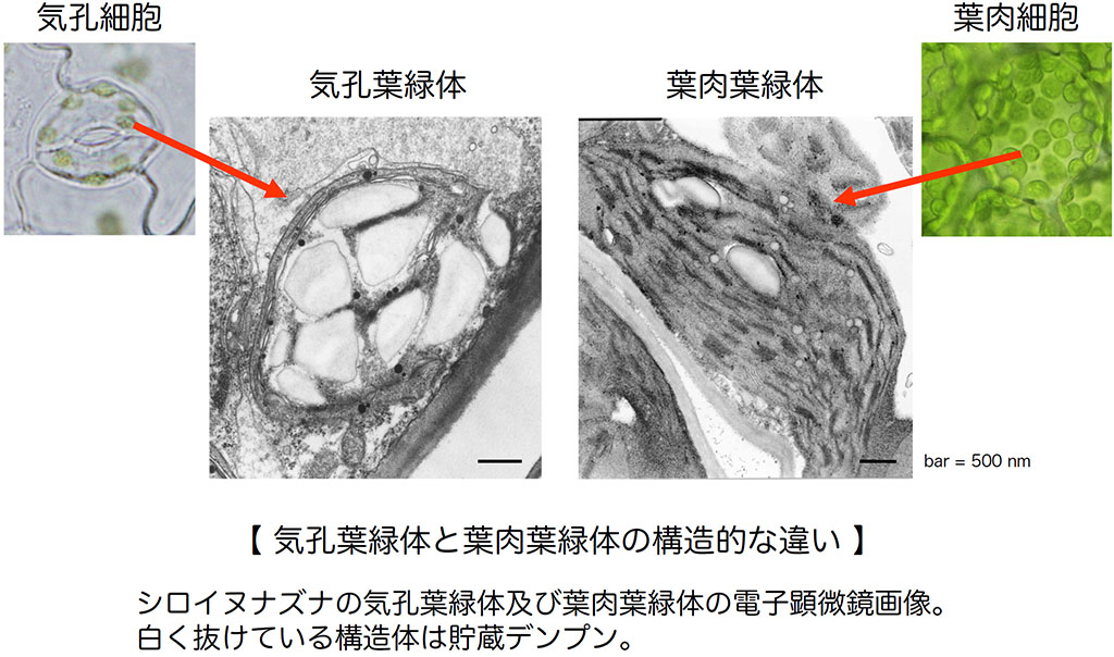 気孔葉緑体と葉肉葉緑体の構造的な違い