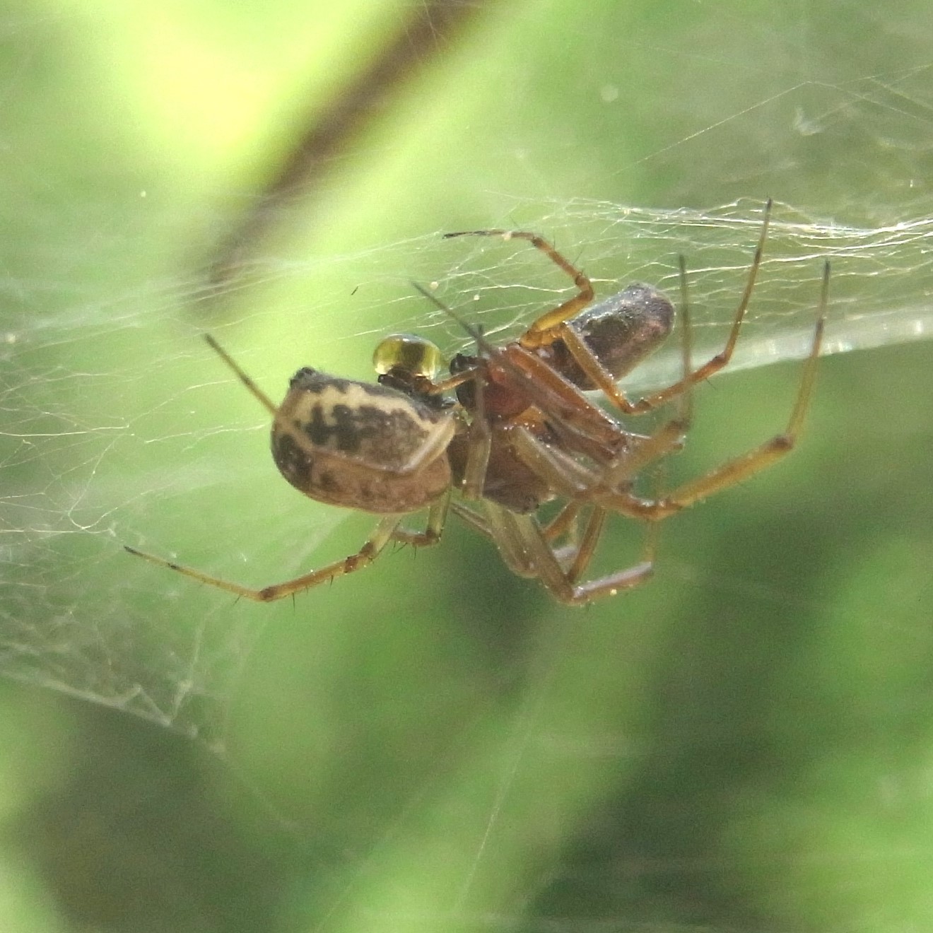 ethology image